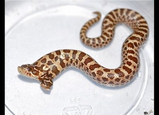 
	
	Chú rắn hognose hai đầu này mới được 1 tháng tuổi và là thành viên mới nhất trong bộ sưu tập.